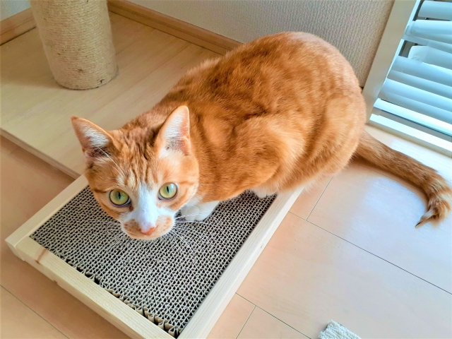 爪とぎをする猫